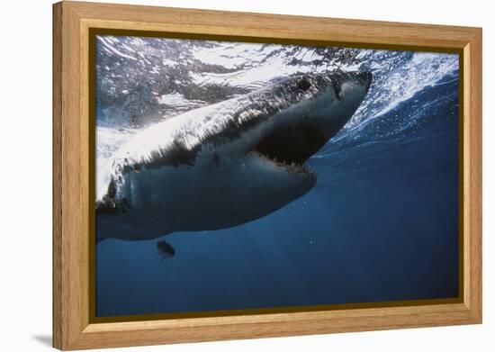 South Africa, Great White Shark with its Mouth Open-Stuart Westmorland-Framed Premier Image Canvas