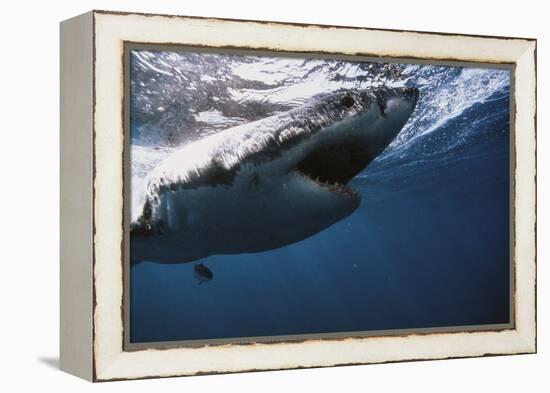 South Africa, Great White Shark with its Mouth Open-Stuart Westmorland-Framed Premier Image Canvas