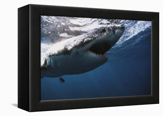 South Africa, Great White Shark with its Mouth Open-Stuart Westmorland-Framed Premier Image Canvas