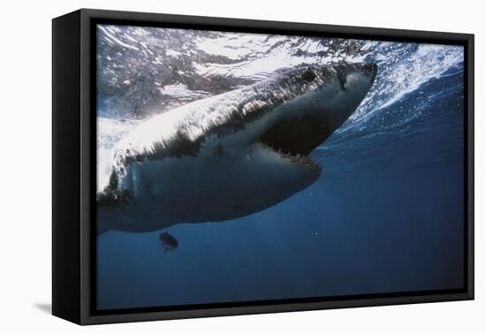 South Africa, Great White Shark with its Mouth Open-Stuart Westmorland-Framed Premier Image Canvas