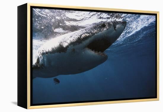 South Africa, Great White Shark with its Mouth Open-Stuart Westmorland-Framed Premier Image Canvas