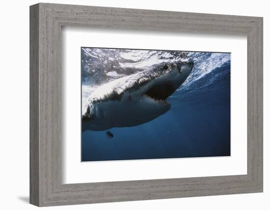 South Africa, Great White Shark with its Mouth Open-Stuart Westmorland-Framed Photographic Print