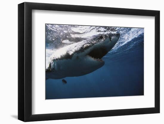 South Africa, Great White Shark with its Mouth Open-Stuart Westmorland-Framed Photographic Print