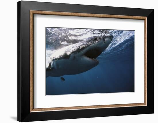 South Africa, Great White Shark with its Mouth Open-Stuart Westmorland-Framed Photographic Print