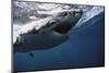 South Africa, Great White Shark with its Mouth Open-Stuart Westmorland-Mounted Photographic Print