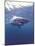 South Africa Great White Shark-Michele Westmorland-Mounted Photographic Print