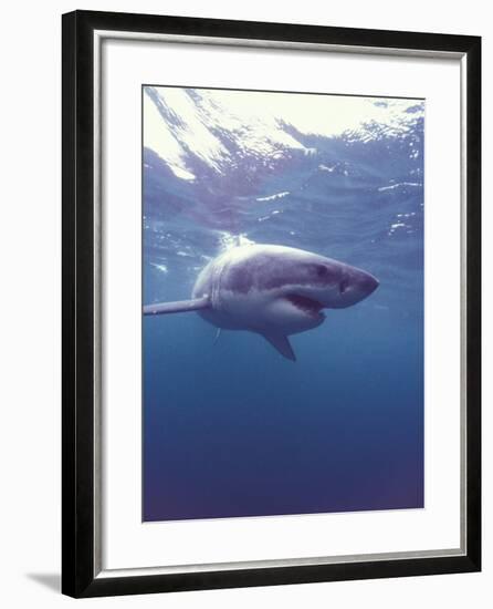 South Africa Great White Shark-Michele Westmorland-Framed Photographic Print