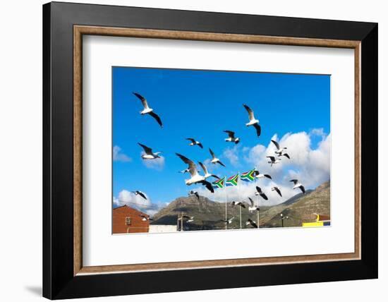 South Africa, Hout Bay, Gulls-Catharina Lux-Framed Photographic Print