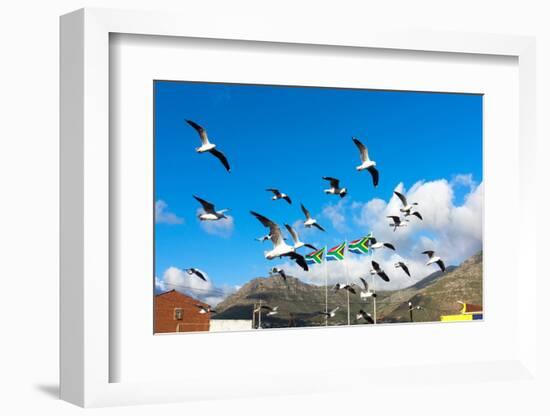 South Africa, Hout Bay, Gulls-Catharina Lux-Framed Photographic Print