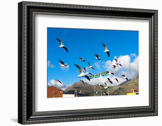 South Africa, Hout Bay, Gulls-Catharina Lux-Framed Photographic Print