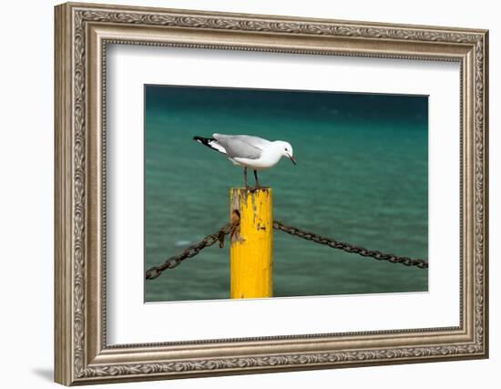 South Africa, Houtbay, Harbour, Gull-Catharina Lux-Framed Photographic Print