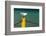 South Africa, Houtbay, Harbour, Gull-Catharina Lux-Framed Photographic Print