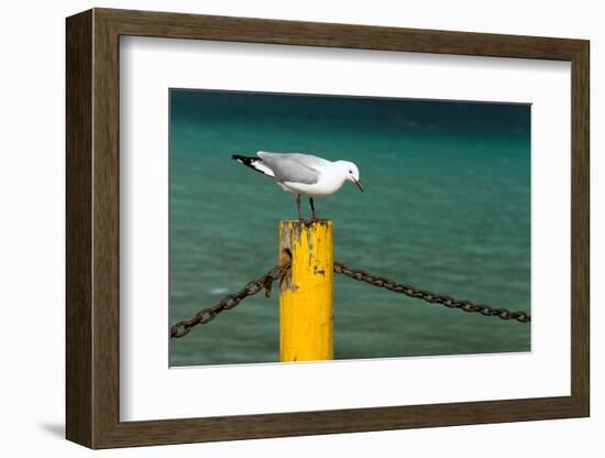South Africa, Houtbay, Harbour, Gull-Catharina Lux-Framed Photographic Print