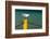 South Africa, Houtbay, Harbour, Gull-Catharina Lux-Framed Photographic Print