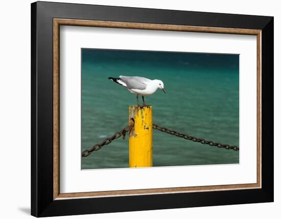 South Africa, Houtbay, Harbour, Gull-Catharina Lux-Framed Photographic Print