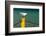 South Africa, Houtbay, Harbour, Gull-Catharina Lux-Framed Photographic Print