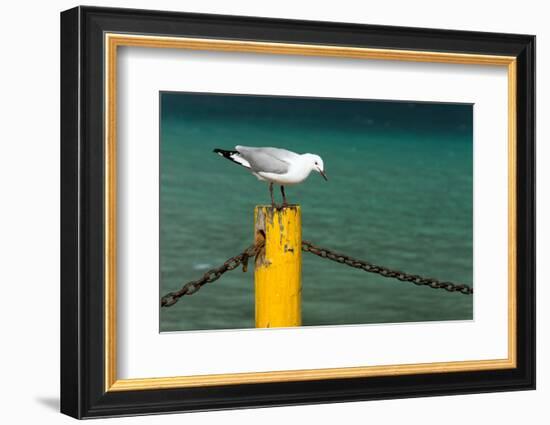 South Africa, Houtbay, Harbour, Gull-Catharina Lux-Framed Photographic Print