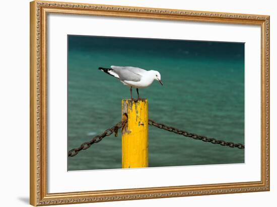 South Africa, Houtbay, Harbour, Gull-Catharina Lux-Framed Photographic Print