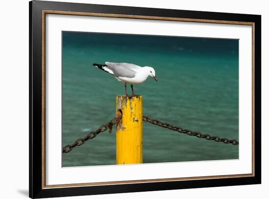 South Africa, Houtbay, Harbour, Gull-Catharina Lux-Framed Photographic Print