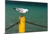 South Africa, Houtbay, Harbour, Gull-Catharina Lux-Mounted Photographic Print