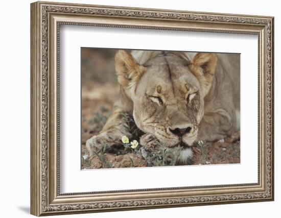 South Africa, Kalahari Gemsbok National Park, Kgalagadi Park, Lioness-Paul Souders-Framed Photographic Print