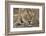 South Africa, Kalahari Gemsbok National Park, Kgalagadi Park, Lioness-Paul Souders-Framed Photographic Print