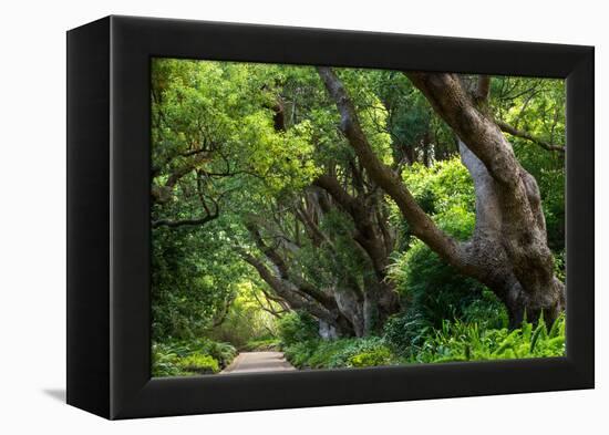 South Africa, 'Kirstenbosch', Avenue of Camphorwood-Catharina Lux-Framed Premier Image Canvas