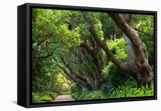 South Africa, 'Kirstenbosch', Avenue of Camphorwood-Catharina Lux-Framed Premier Image Canvas