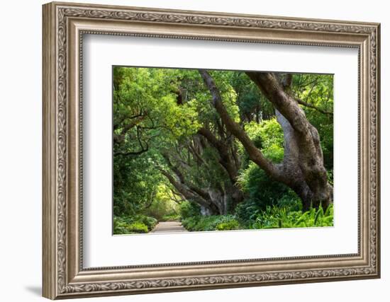 South Africa, 'Kirstenbosch', Avenue of Camphorwood-Catharina Lux-Framed Photographic Print