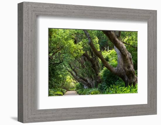 South Africa, 'Kirstenbosch', Avenue of Camphorwood-Catharina Lux-Framed Photographic Print