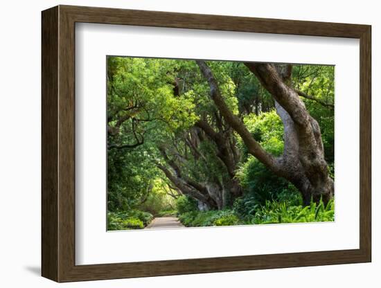 South Africa, 'Kirstenbosch', Avenue of Camphorwood-Catharina Lux-Framed Photographic Print