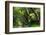 South Africa, 'Kirstenbosch', Avenue of Camphorwood-Catharina Lux-Framed Photographic Print