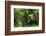 South Africa, 'Kirstenbosch', Avenue of Camphorwood-Catharina Lux-Framed Photographic Print