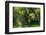 South Africa, 'Kirstenbosch', Avenue of Camphorwood-Catharina Lux-Framed Photographic Print