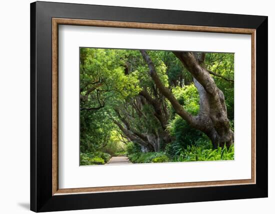 South Africa, 'Kirstenbosch', Avenue of Camphorwood-Catharina Lux-Framed Photographic Print