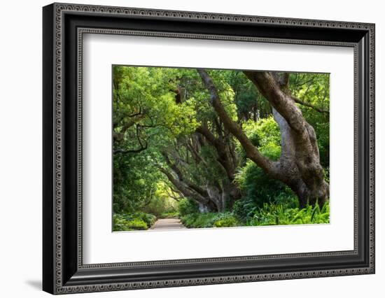 South Africa, 'Kirstenbosch', Avenue of Camphorwood-Catharina Lux-Framed Photographic Print