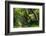 South Africa, 'Kirstenbosch', Avenue of Camphorwood-Catharina Lux-Framed Photographic Print