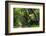 South Africa, 'Kirstenbosch', Avenue of Camphorwood-Catharina Lux-Framed Photographic Print