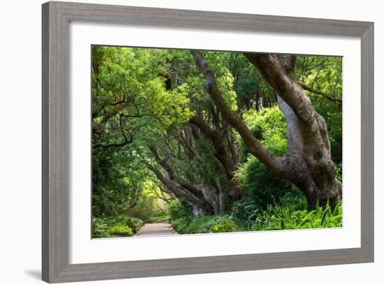 South Africa, 'Kirstenbosch', Avenue of Camphorwood-Catharina Lux-Framed Photographic Print