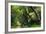 South Africa, 'Kirstenbosch', Avenue of Camphorwood-Catharina Lux-Framed Photographic Print