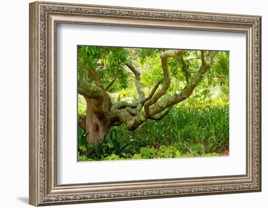 South Africa, 'Kirstenbosch', Camphorwood-Catharina Lux-Framed Photographic Print