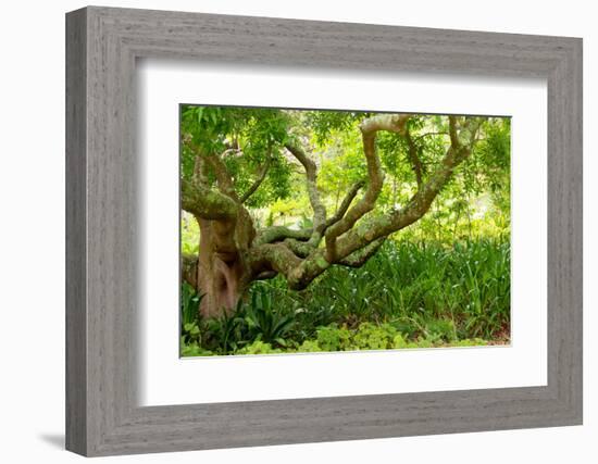 South Africa, 'Kirstenbosch', Camphorwood-Catharina Lux-Framed Photographic Print