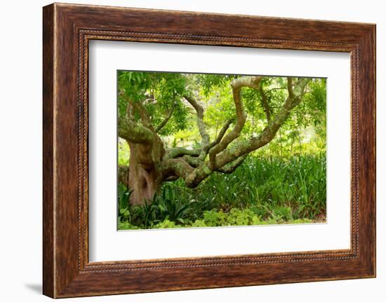 South Africa, 'Kirstenbosch', Camphorwood-Catharina Lux-Framed Photographic Print