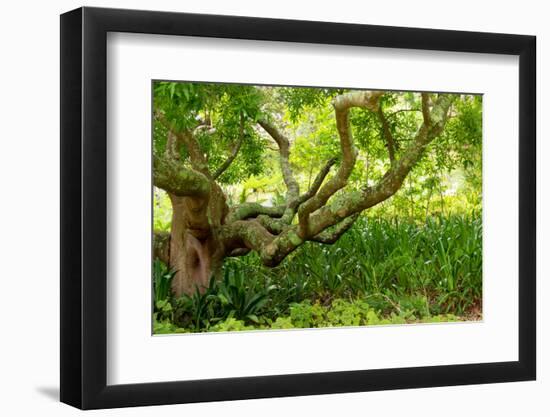 South Africa, 'Kirstenbosch', Camphorwood-Catharina Lux-Framed Photographic Print