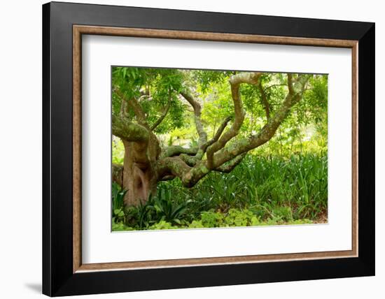 South Africa, 'Kirstenbosch', Camphorwood-Catharina Lux-Framed Photographic Print