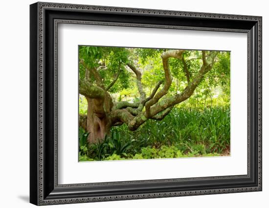 South Africa, 'Kirstenbosch', Camphorwood-Catharina Lux-Framed Photographic Print