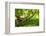South Africa, 'Kirstenbosch', Camphorwood-Catharina Lux-Framed Photographic Print