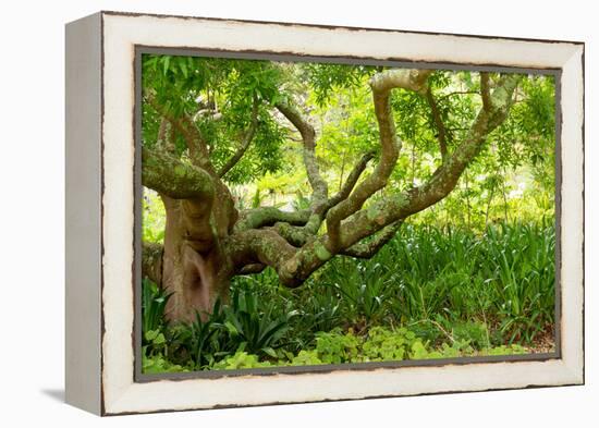 South Africa, 'Kirstenbosch', Camphorwood-Catharina Lux-Framed Premier Image Canvas