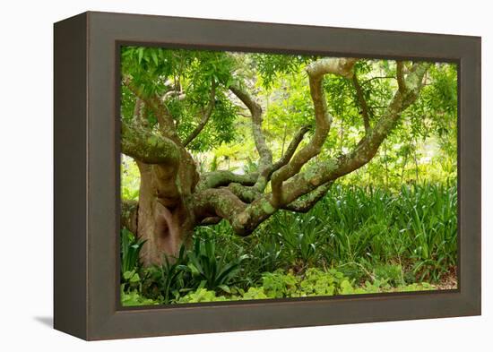 South Africa, 'Kirstenbosch', Camphorwood-Catharina Lux-Framed Premier Image Canvas