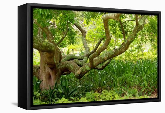 South Africa, 'Kirstenbosch', Camphorwood-Catharina Lux-Framed Premier Image Canvas